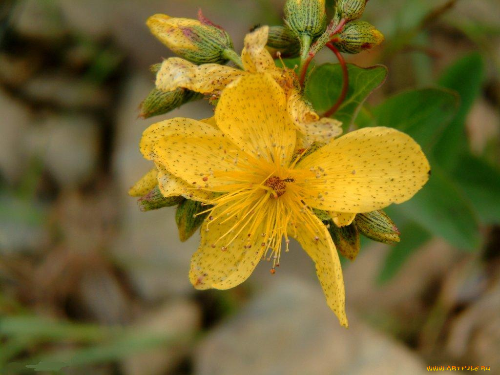 цветы, цветущие, деревья, кустарники