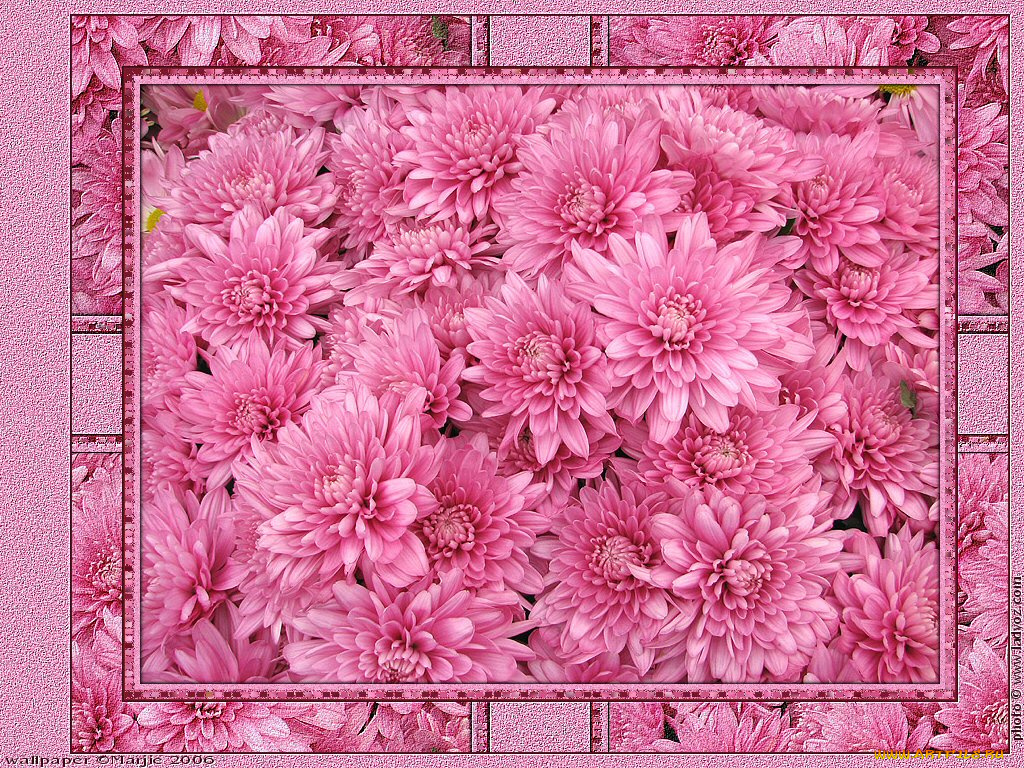 цветы, хризантемы