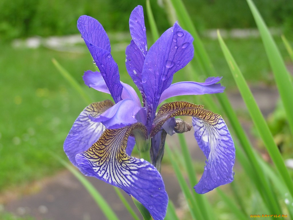 цветы, ирисы