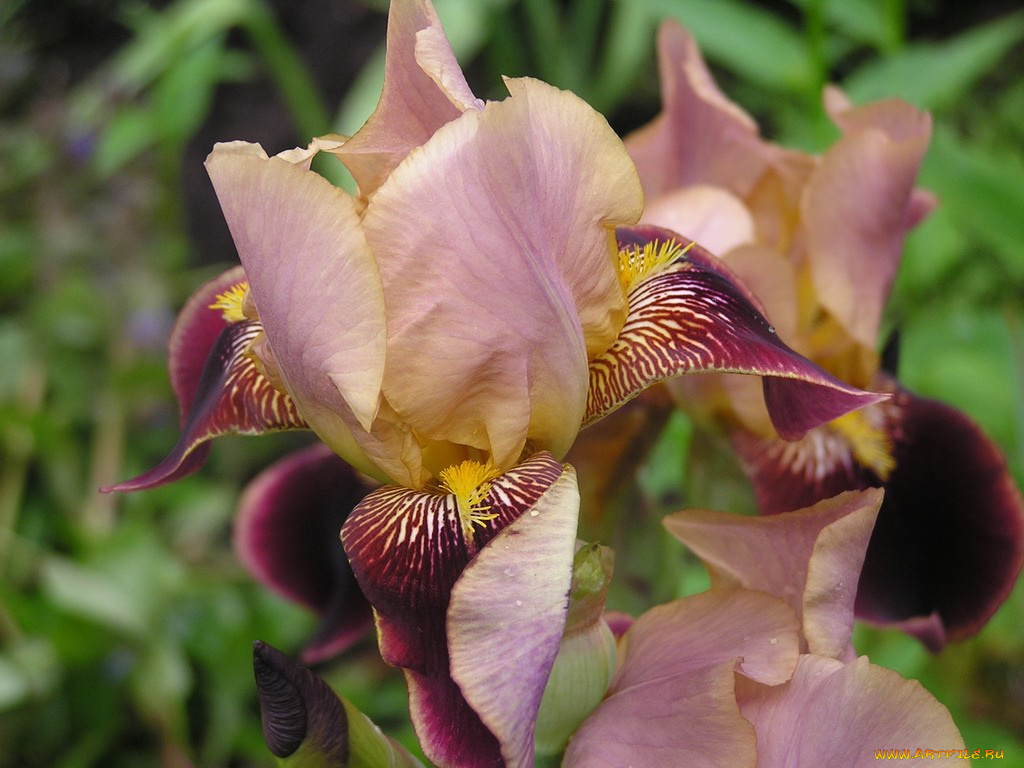 цветы, ирисы