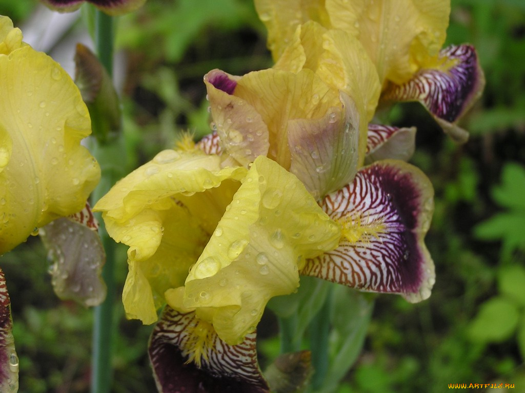 цветы, ирисы