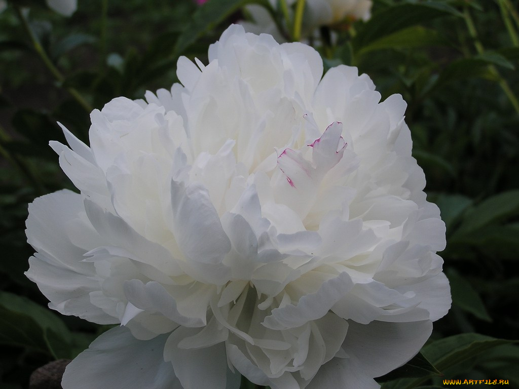 цветы, пионы
