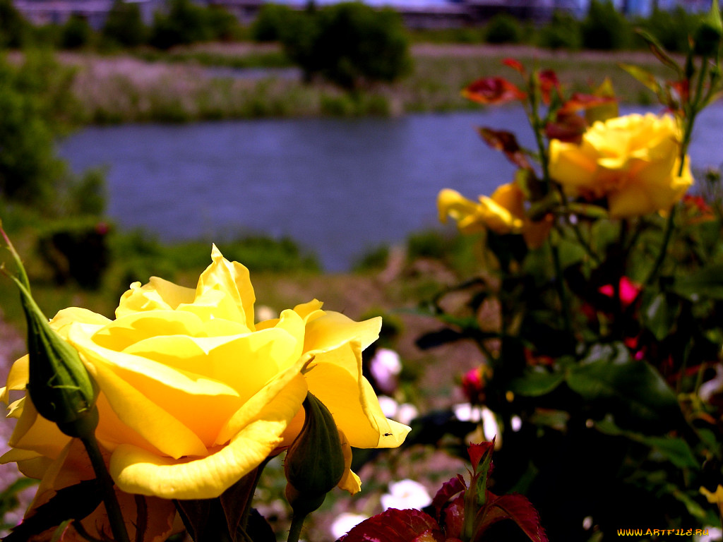 цветы, розы