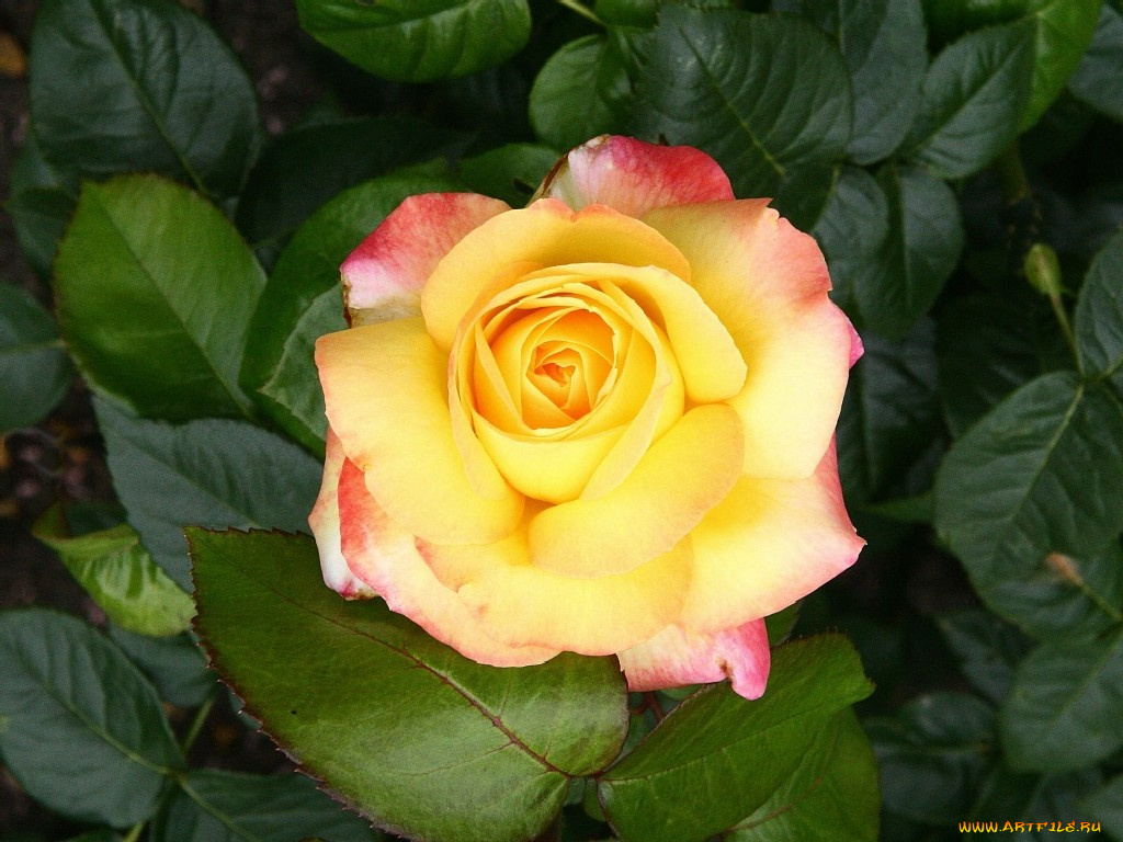 цветы, розы