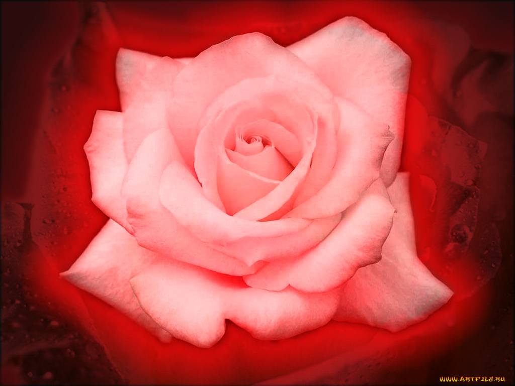 цветы, розы