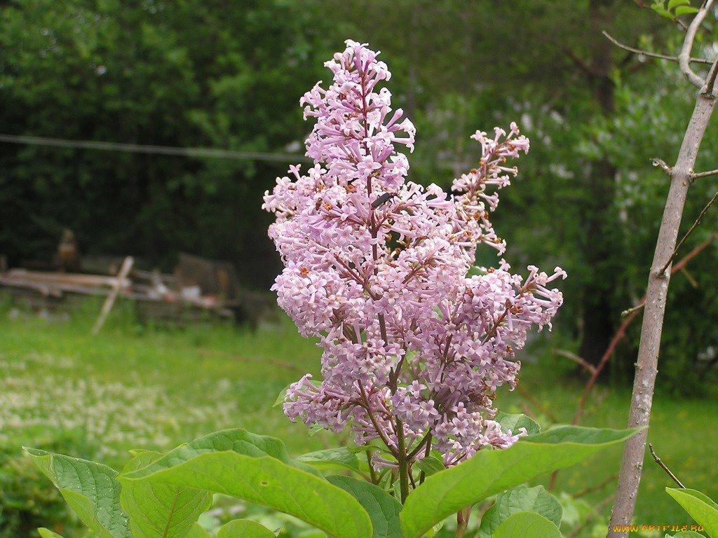 цветы, сирень