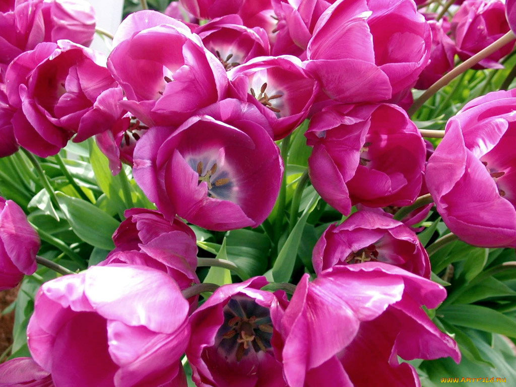 цветы, тюльпаны