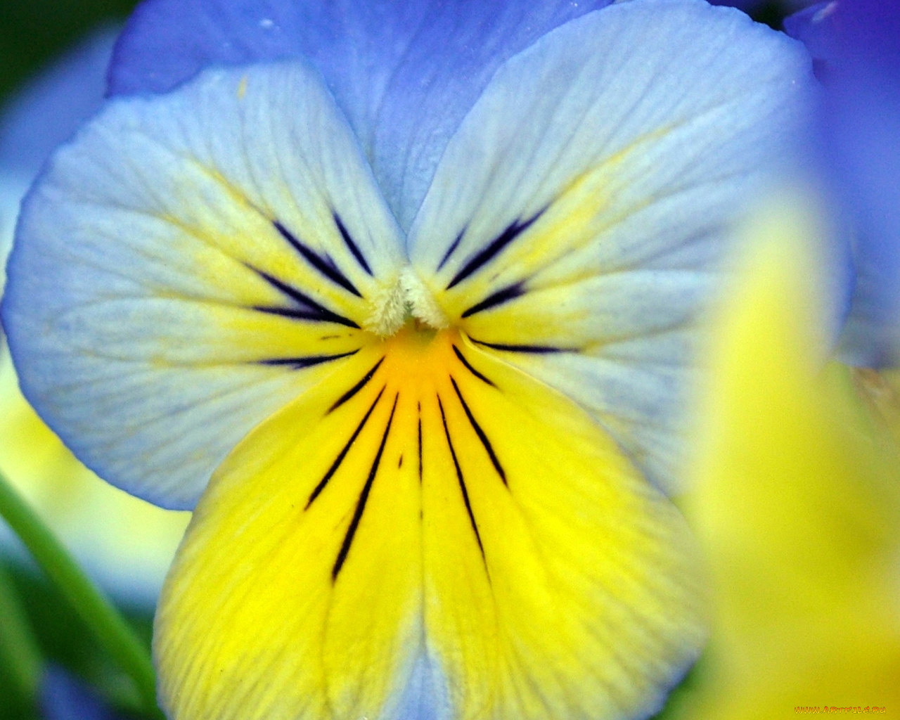 цветы, анютины, глазки, садовые, фиалки