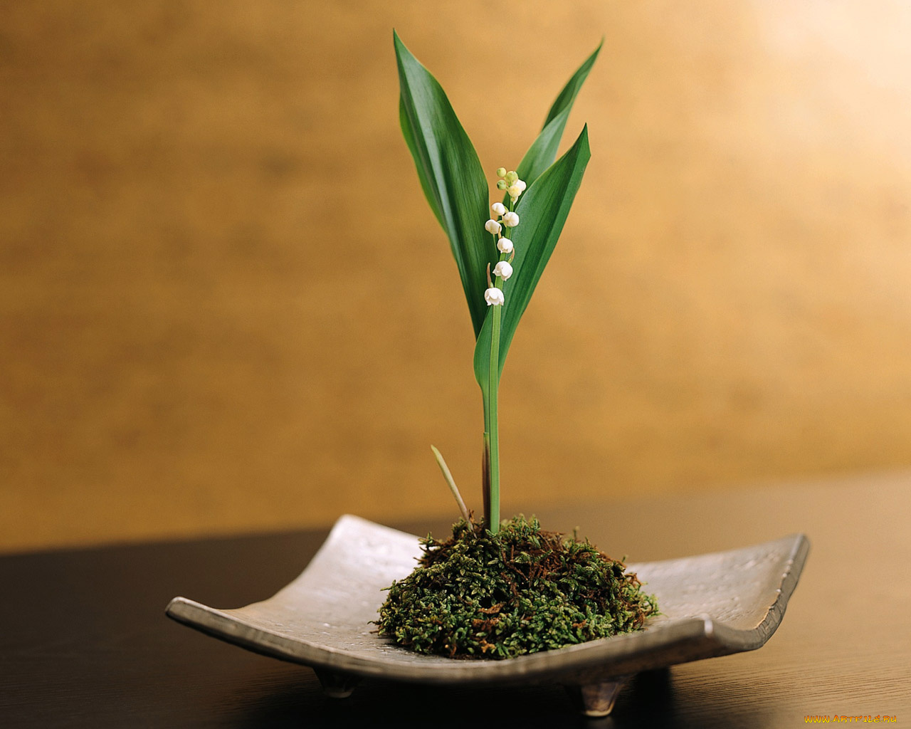 цветы, ландыши