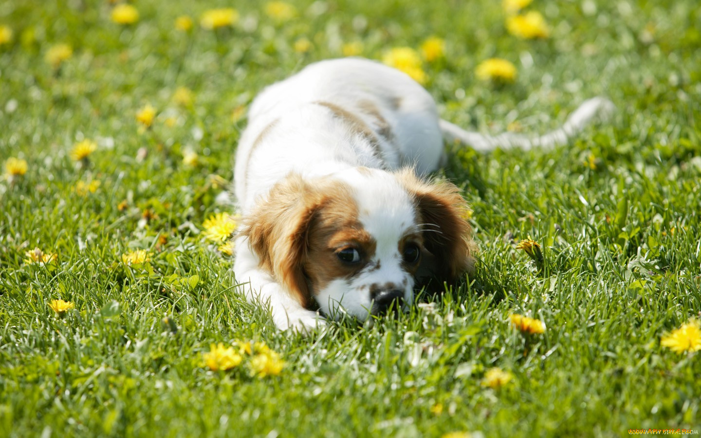 животные, собаки