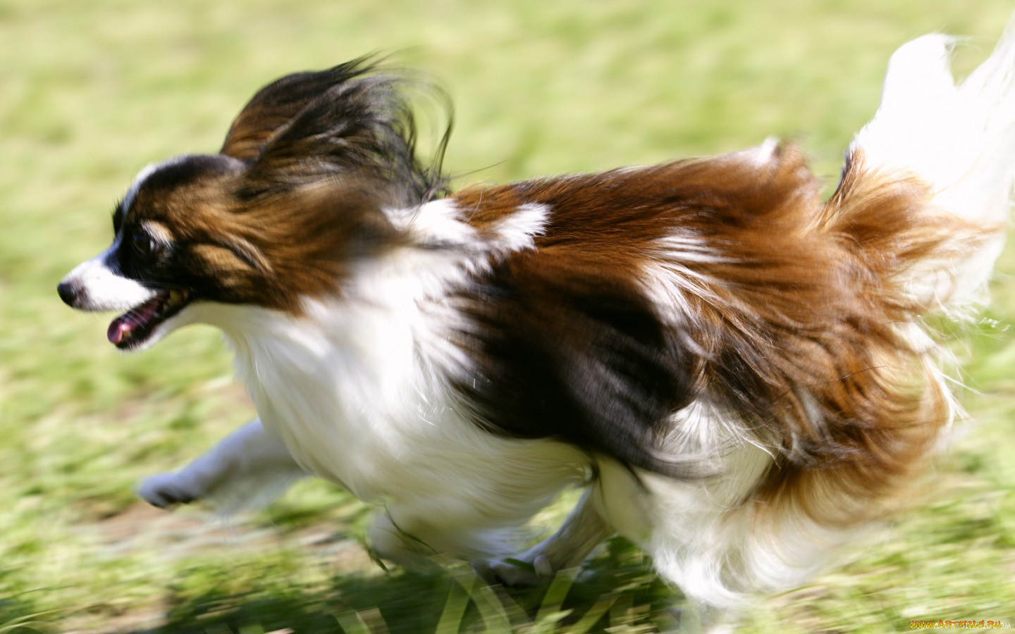 животные, собаки