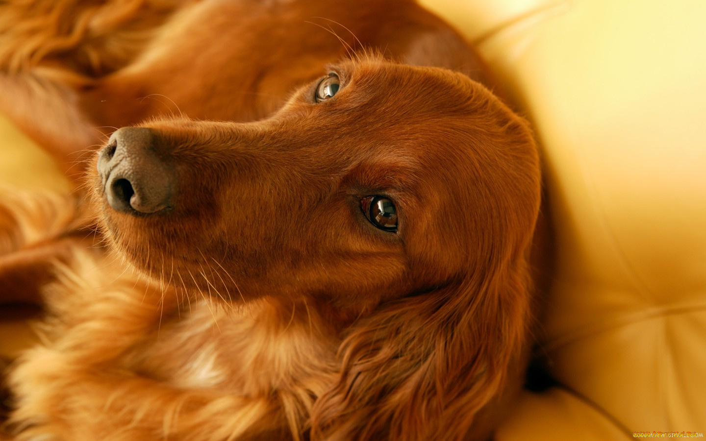 животные, собаки