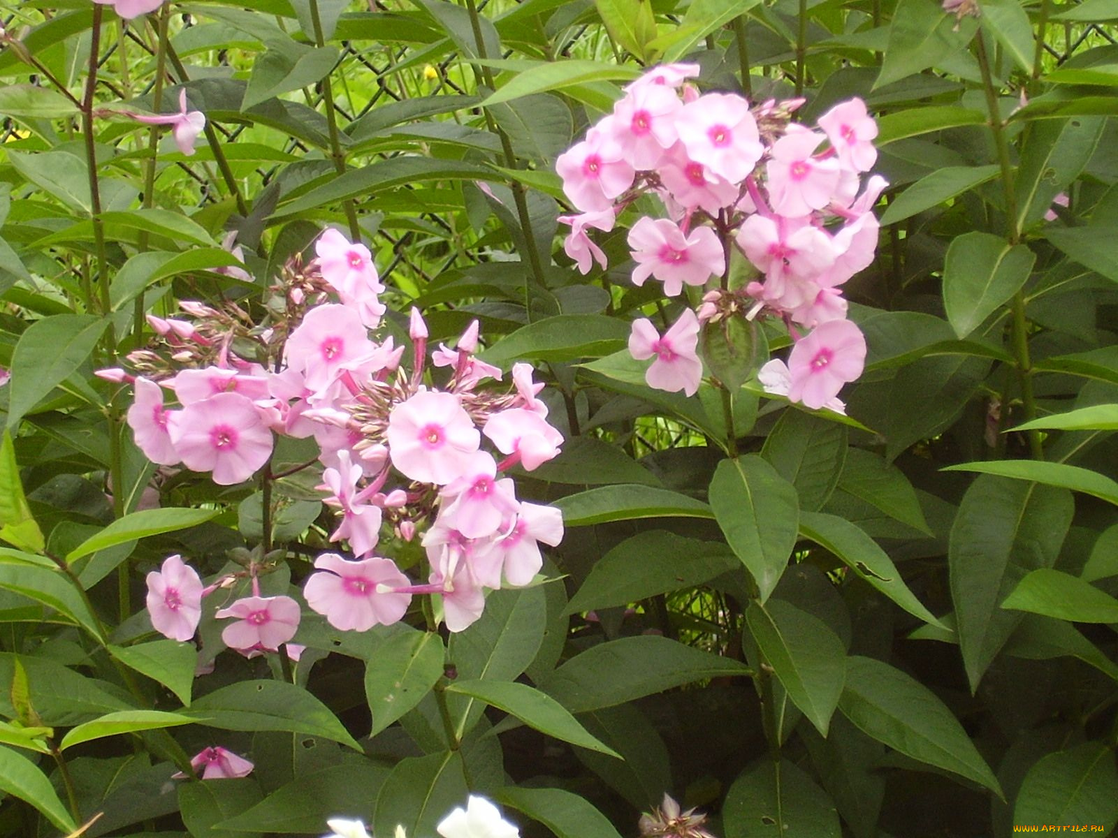 цветы, флоксы