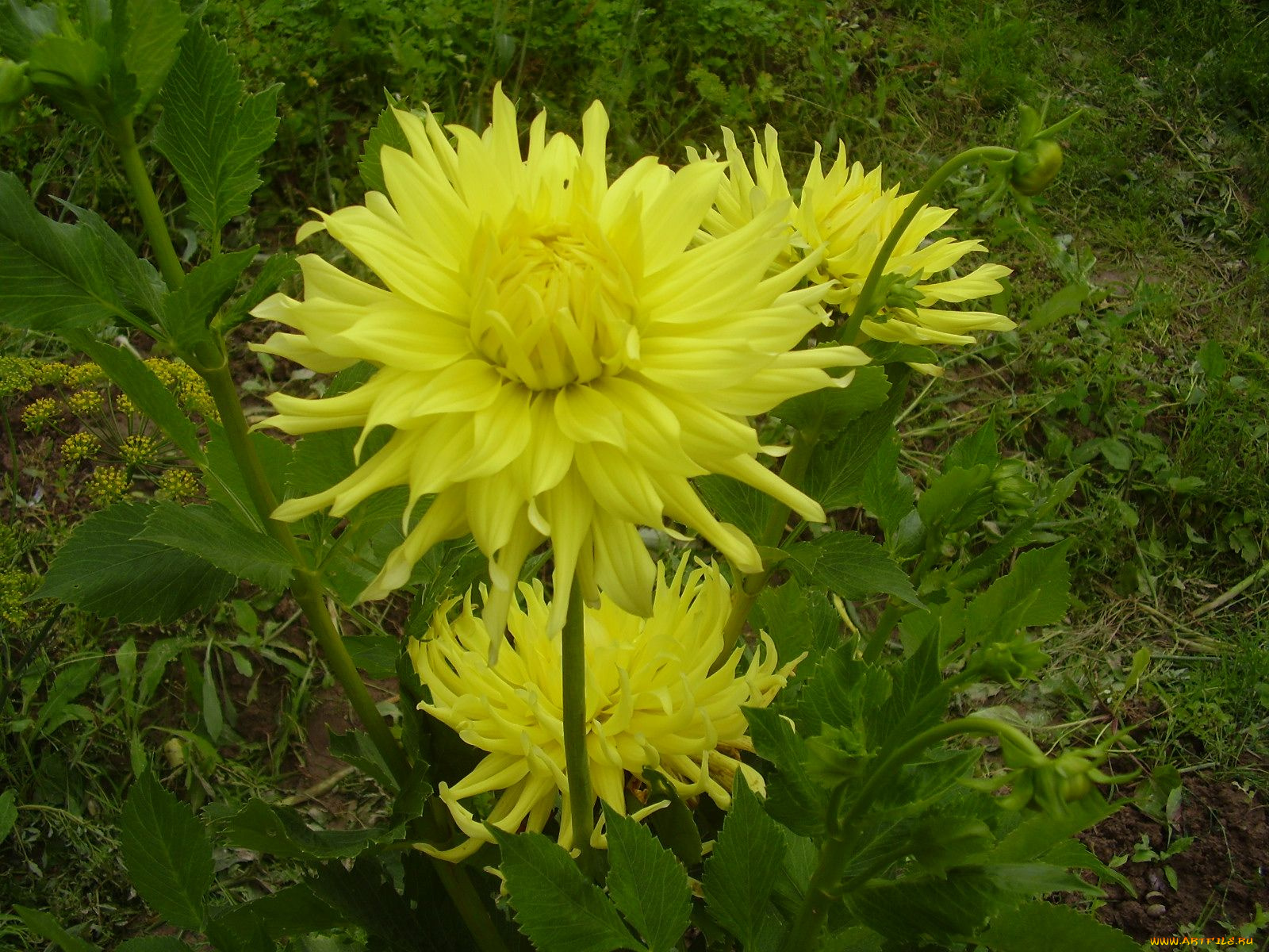 цветы, георгины