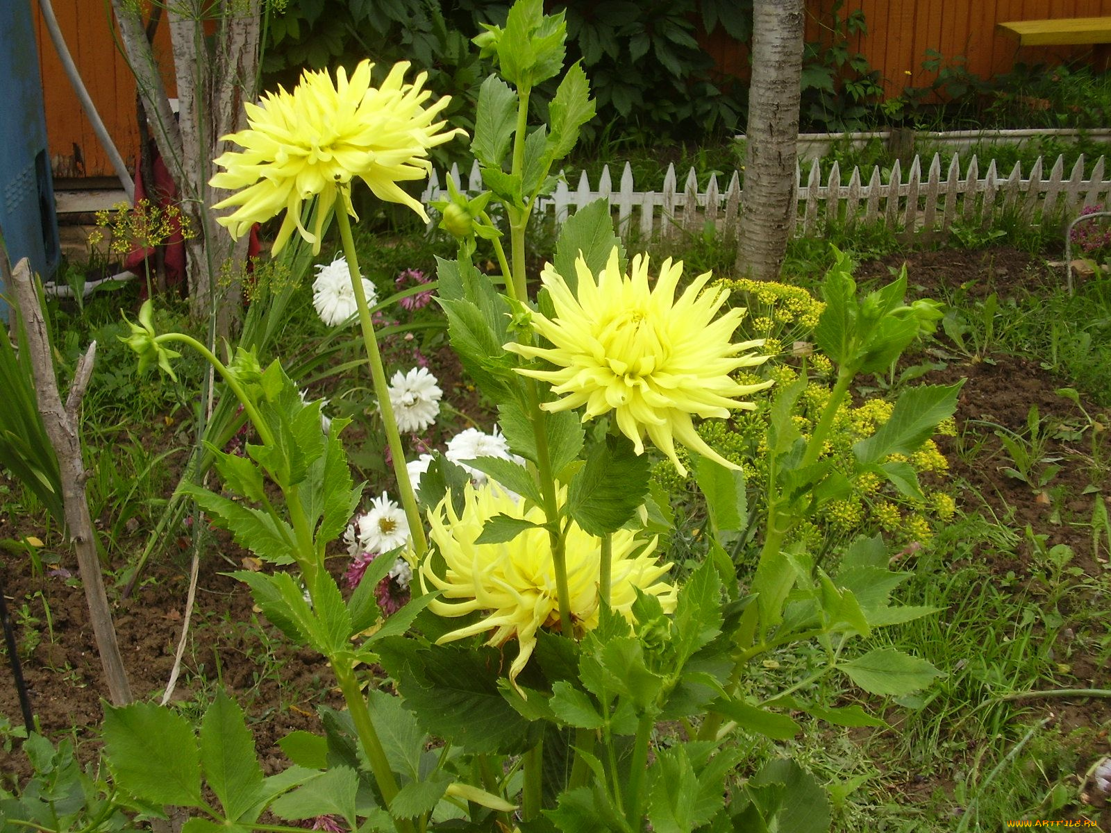 цветы, георгины