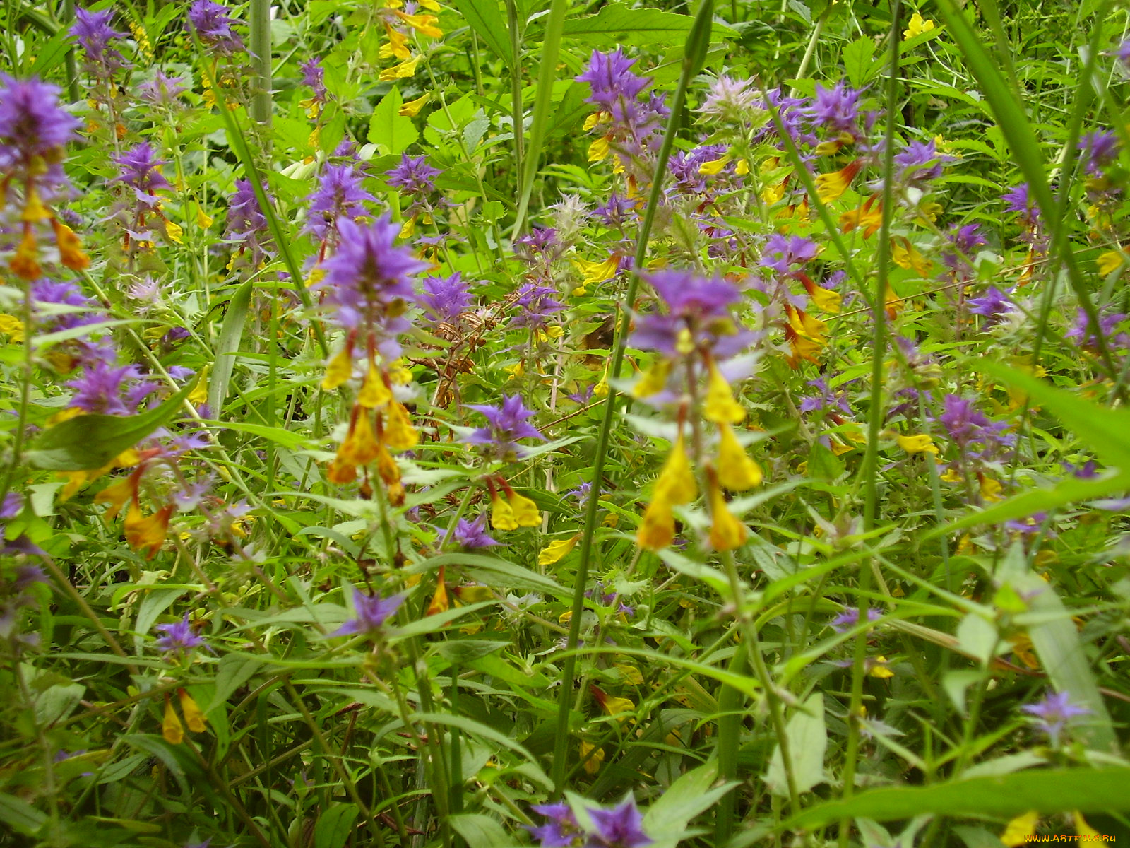 цветы, луговые, полевые