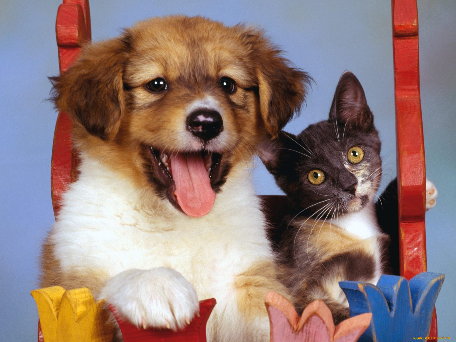 pretty, puppy, and, calico, kitten, животные, разные, вместе