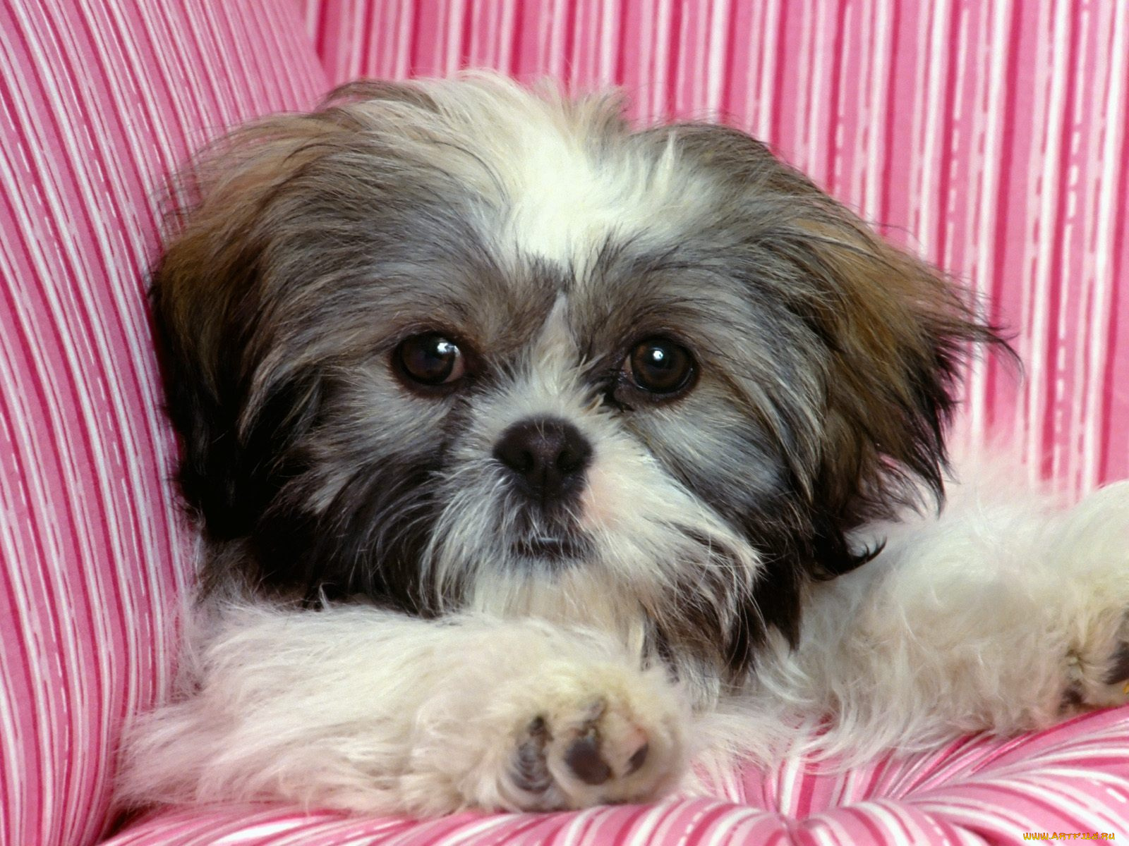 rascal, shih, tzu, животные, собаки