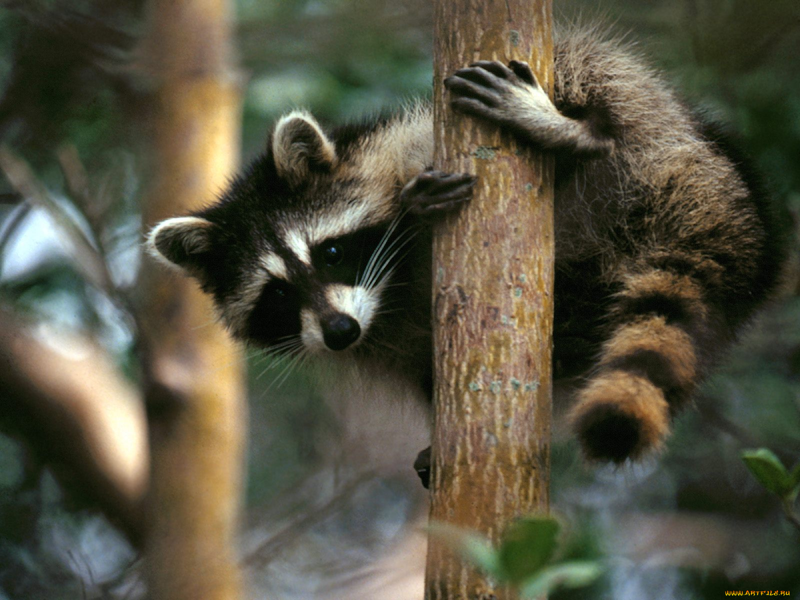 tree, hugger, raccoon, животные, еноты