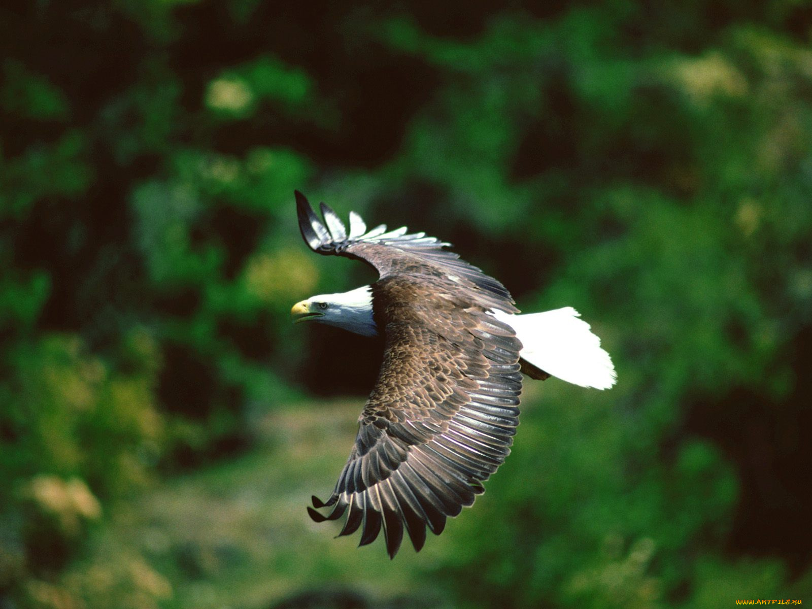 животные, птицы, хищники