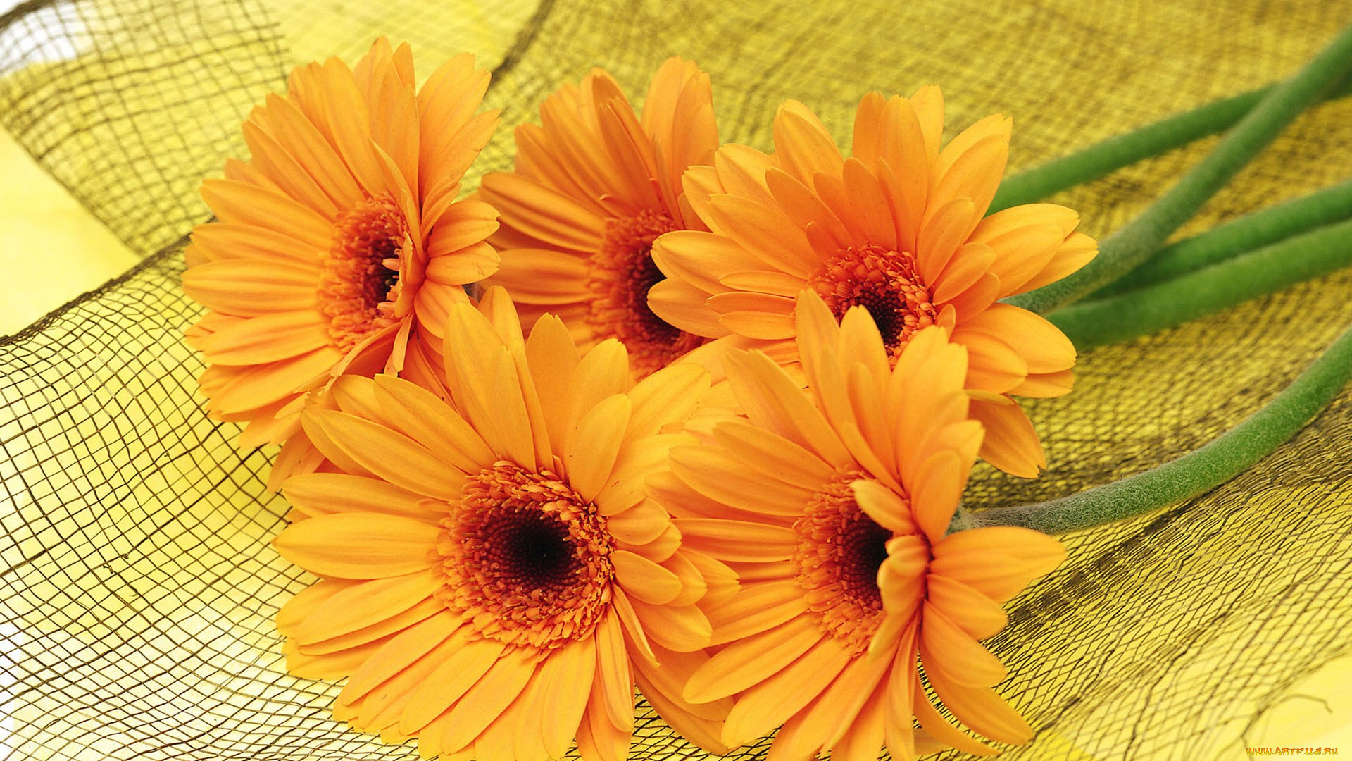 цветы, герберы