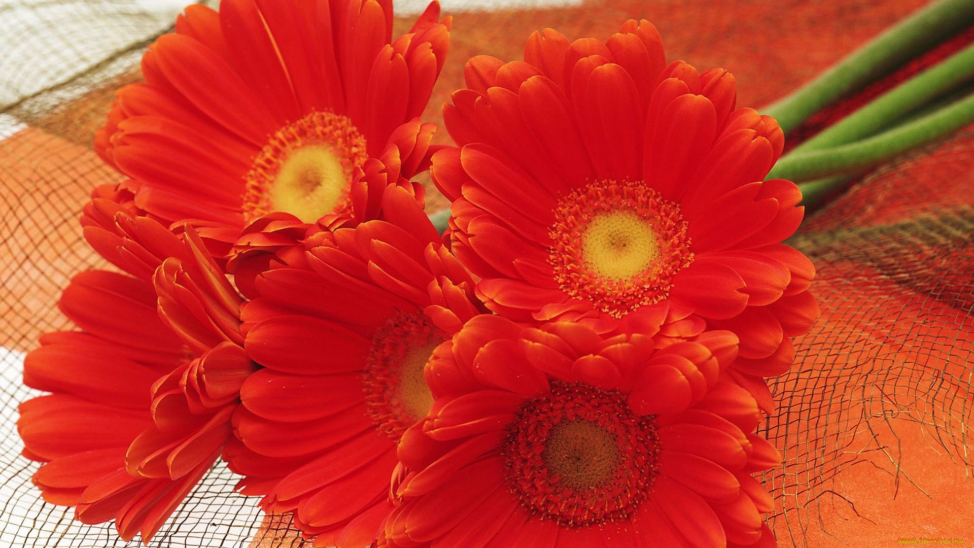 цветы, герберы