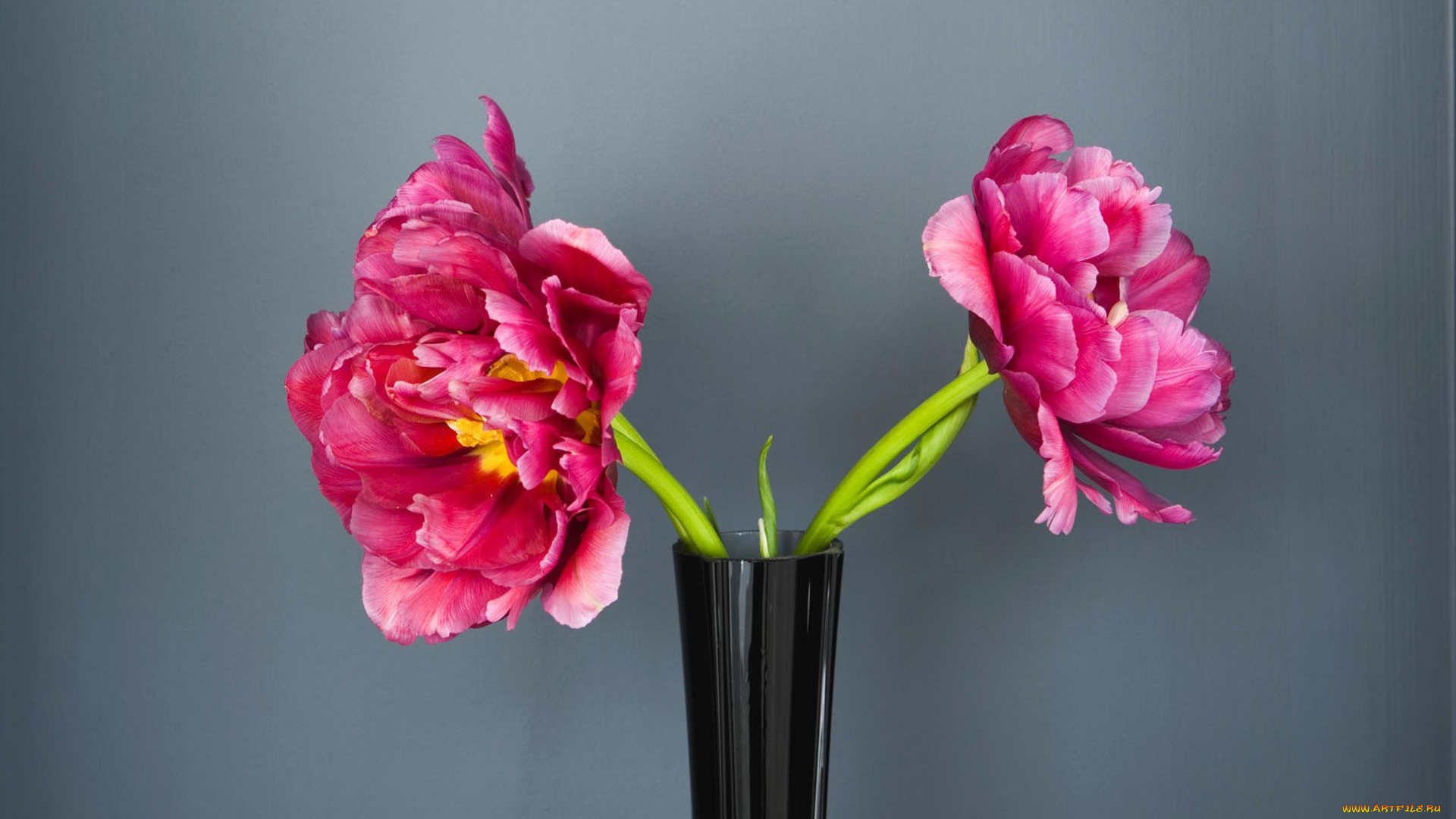 цветы, пионы