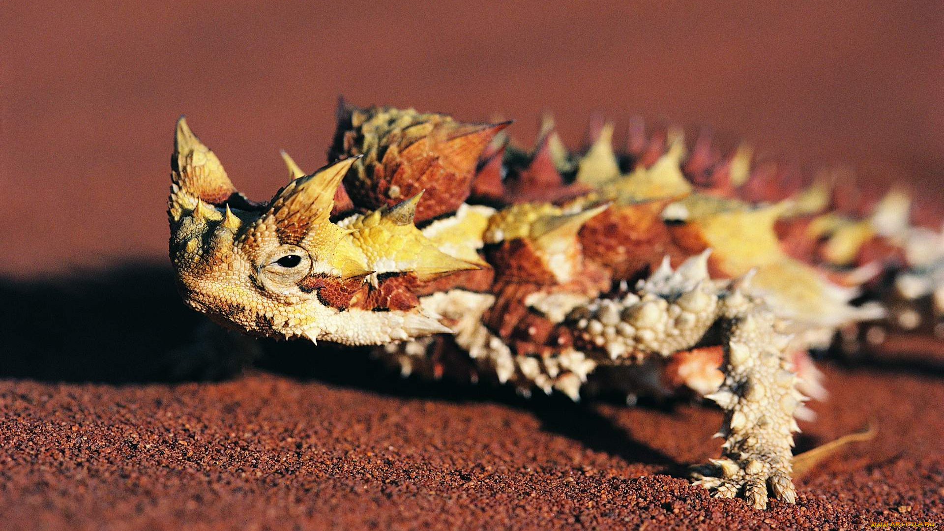 животные, Ящерицы, игуаны, вараны