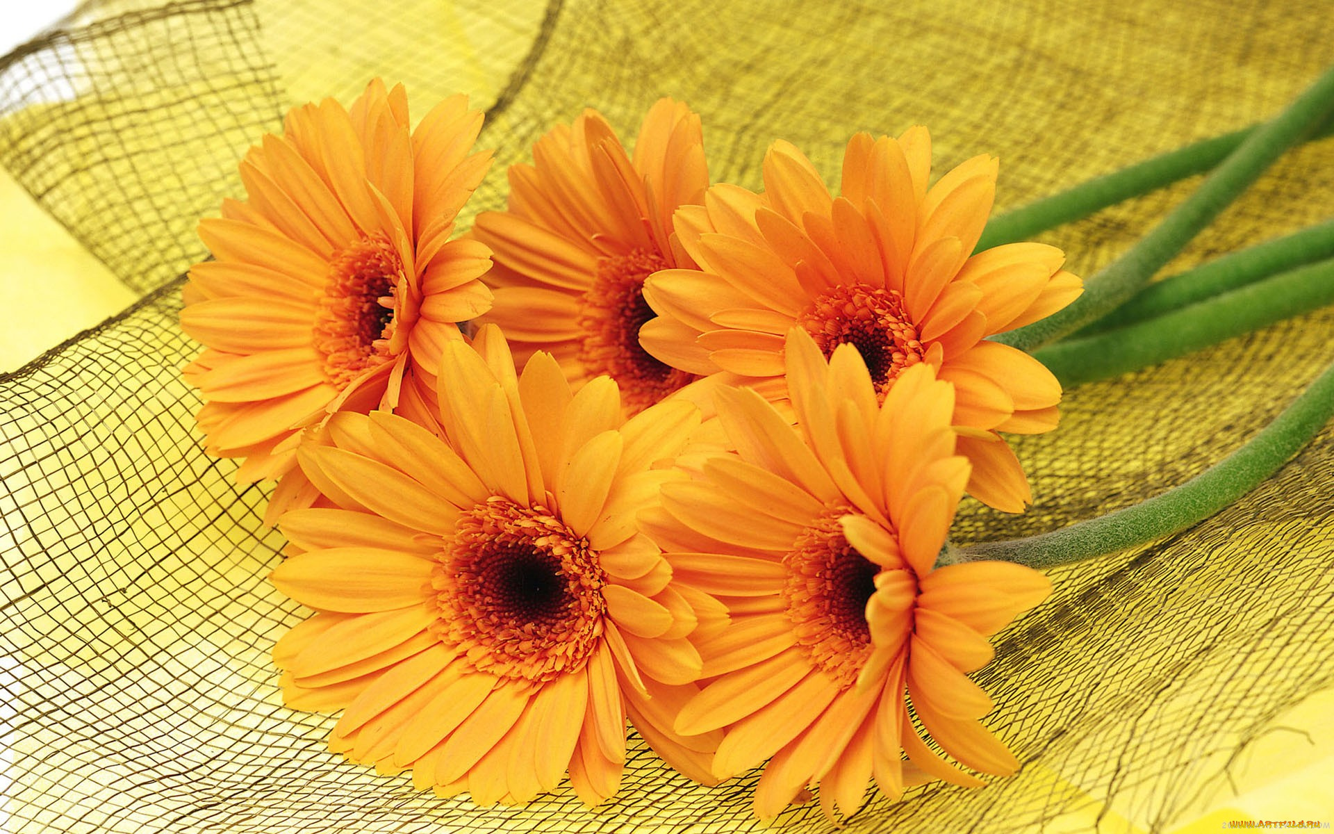 цветы, герберы