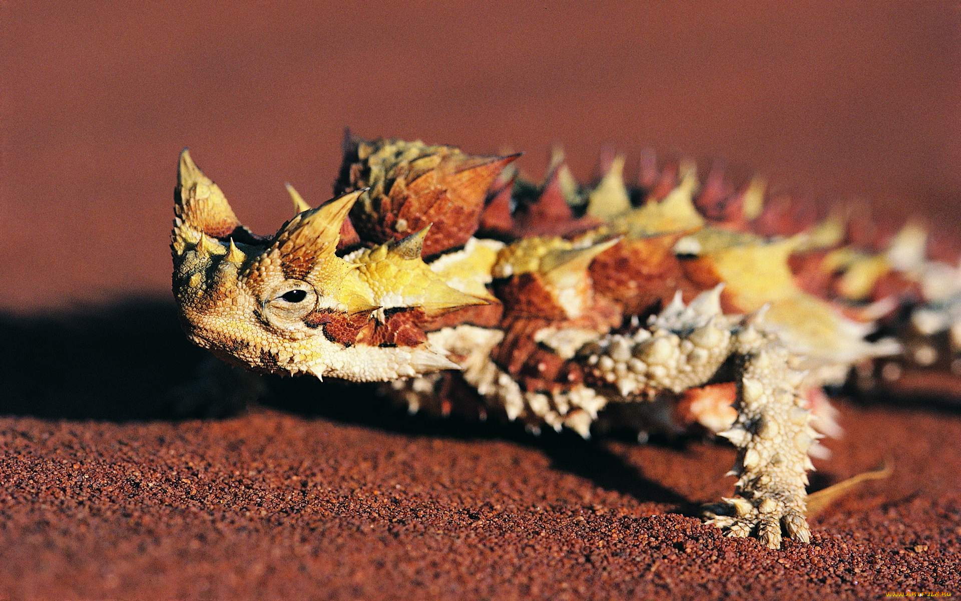 животные, Ящерицы, игуаны, вараны