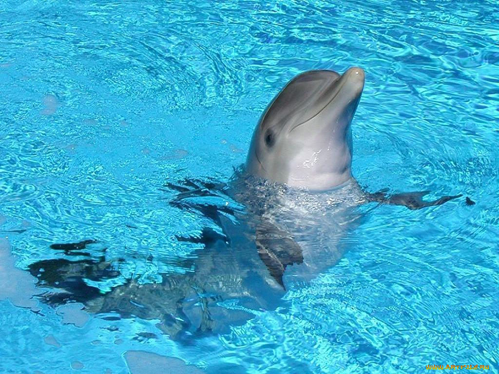 животные, дельфины