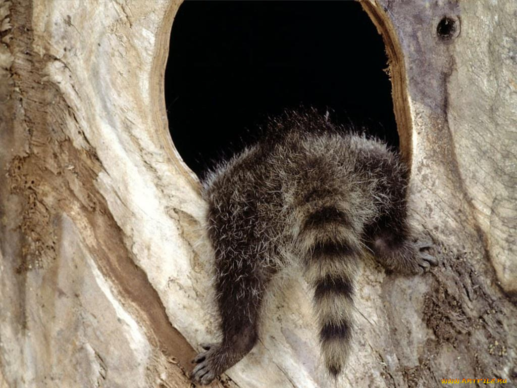 животные, еноты