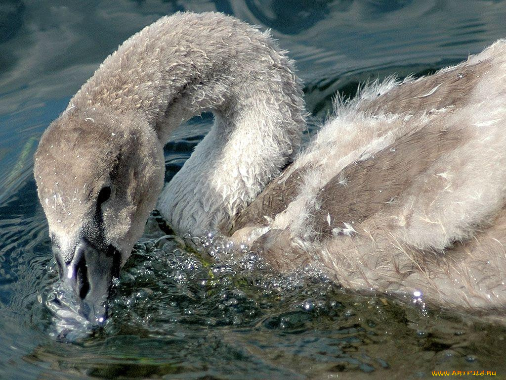 животные, лебеди