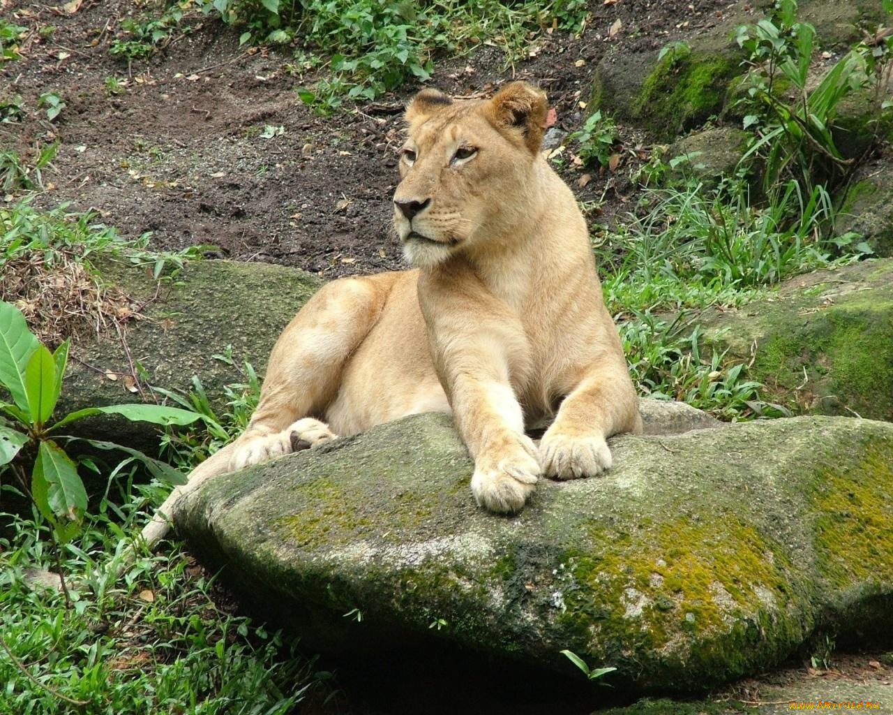 животные, львы