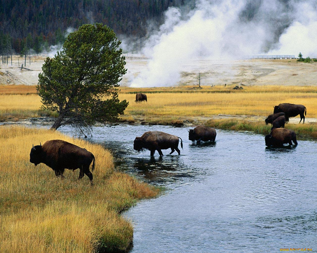 животные, зубры, бизоны