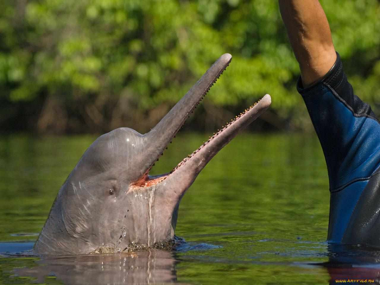 животные, дельфины