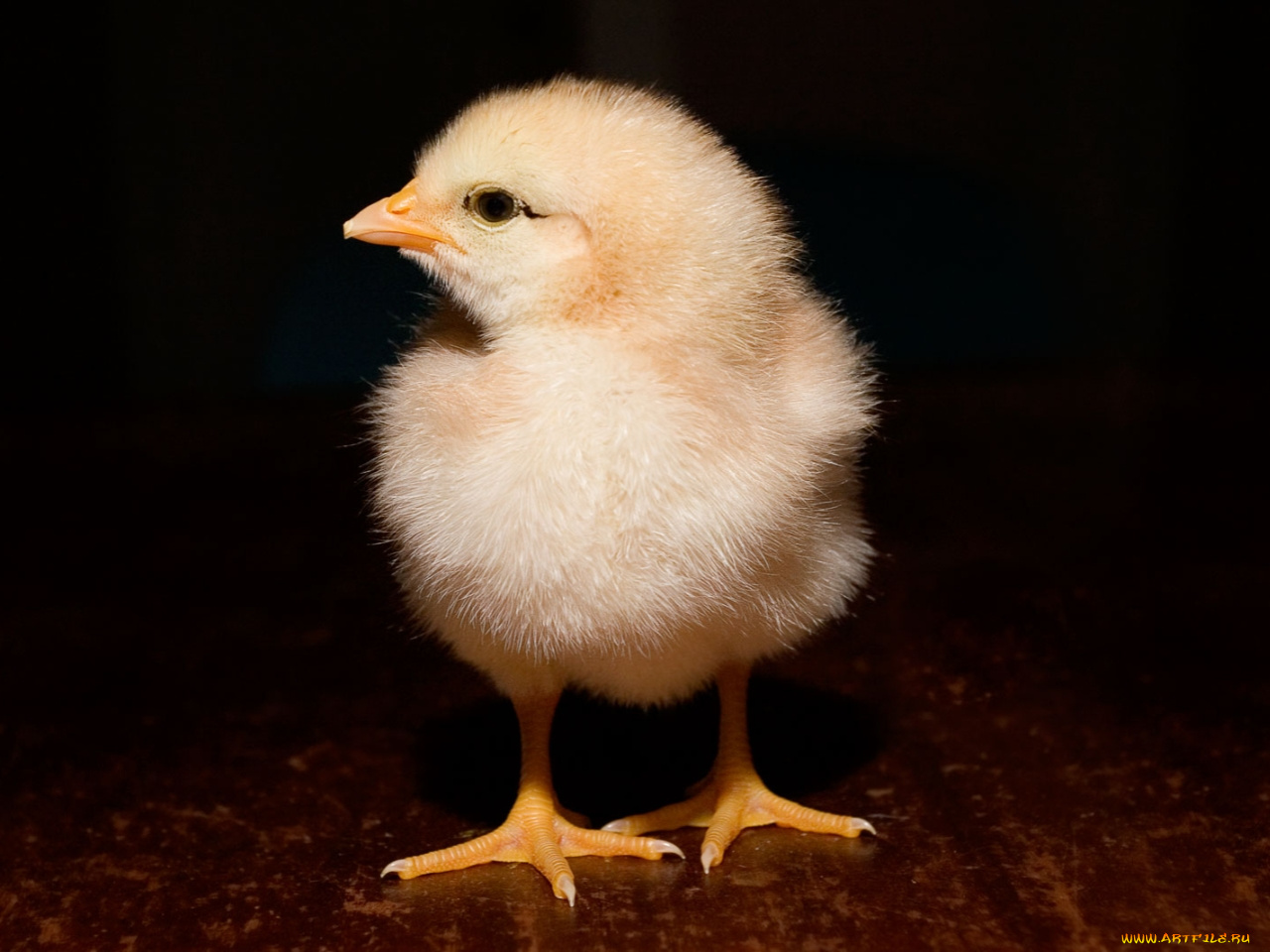 животные, куры, петухи