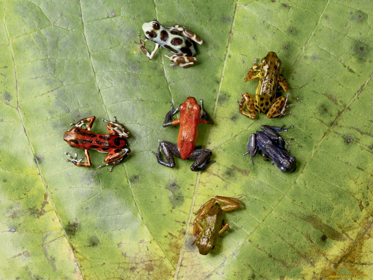 животные, лягушки