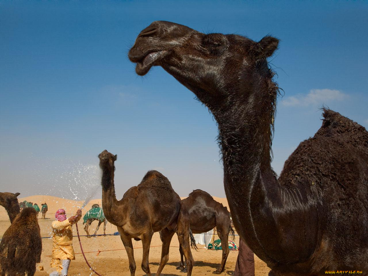 животные, верблюды