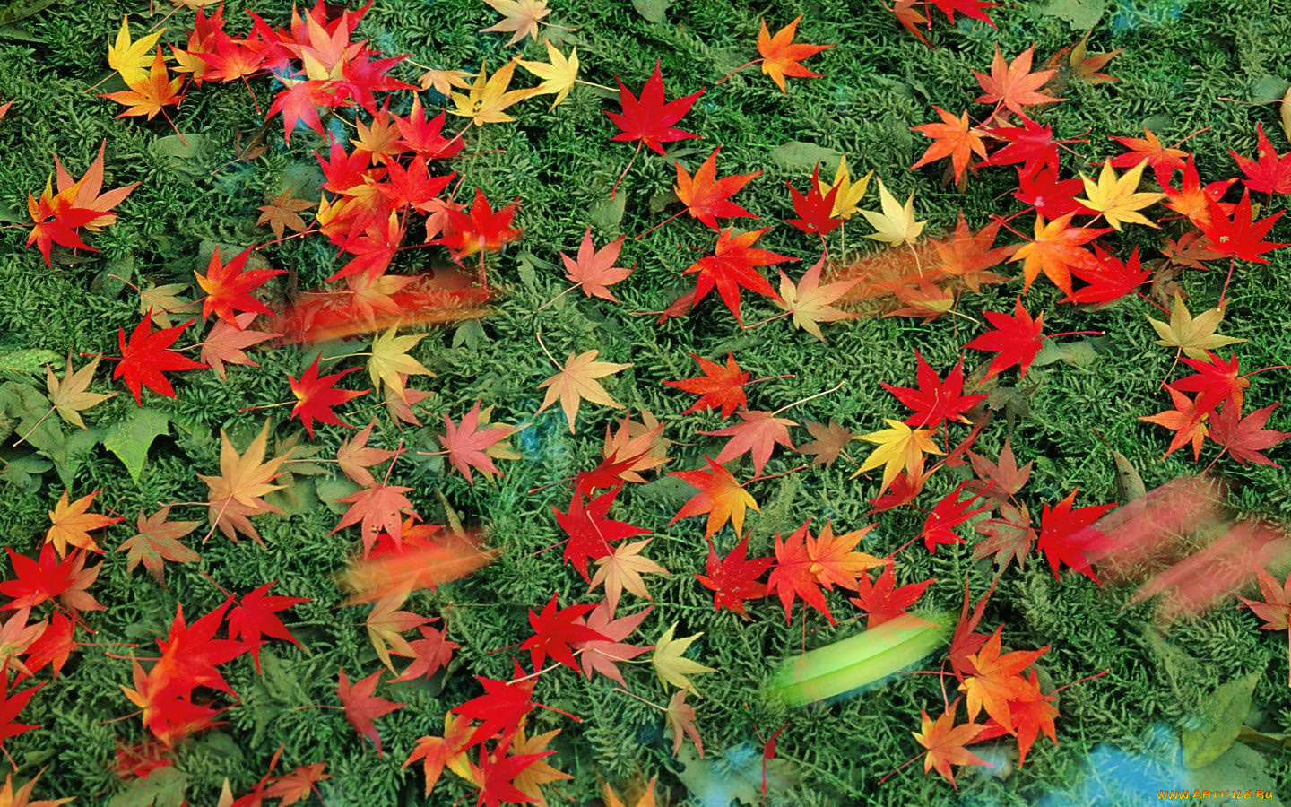 природа, листья