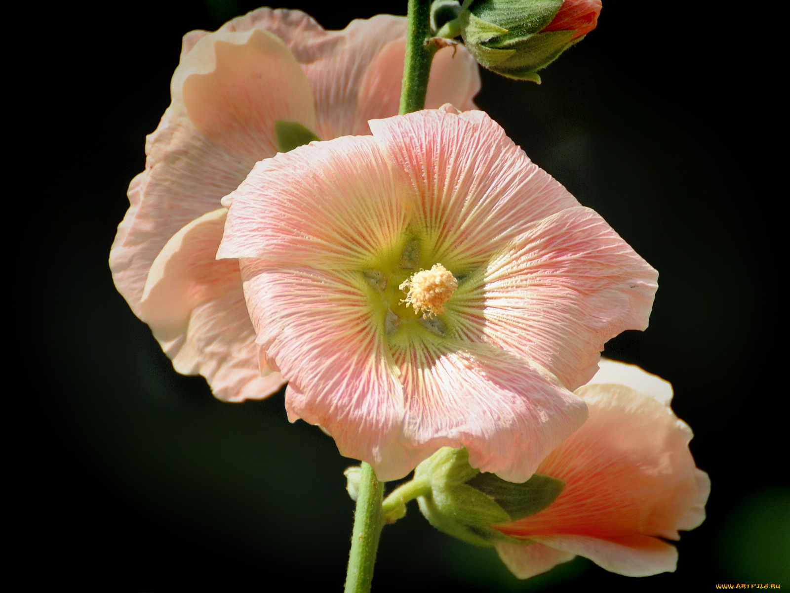 цветы, мальвы