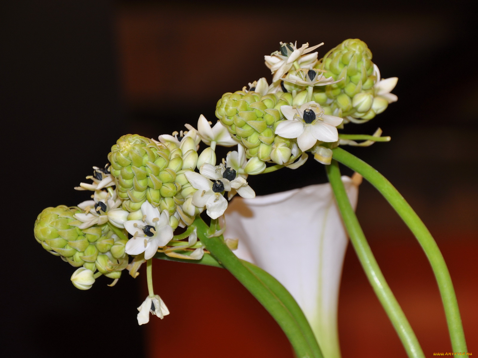 цветы, скабиоза