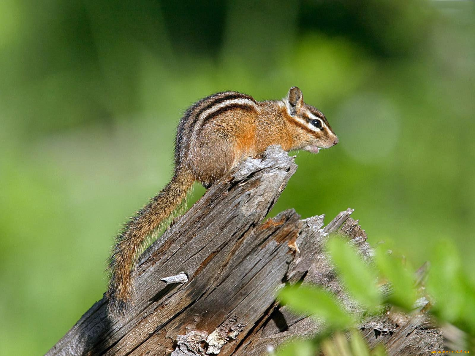 животные, бурундуки