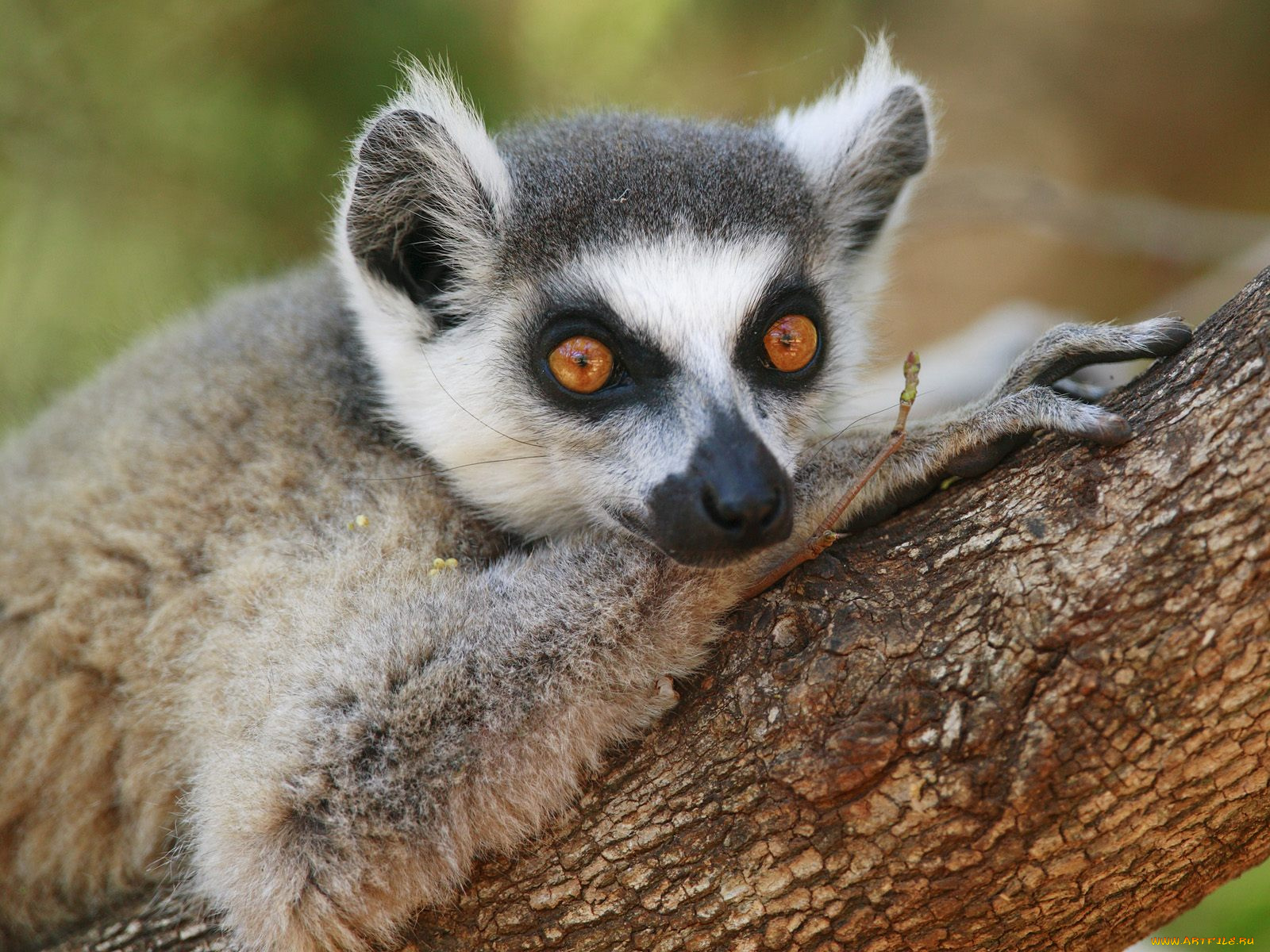 животные, лемуры