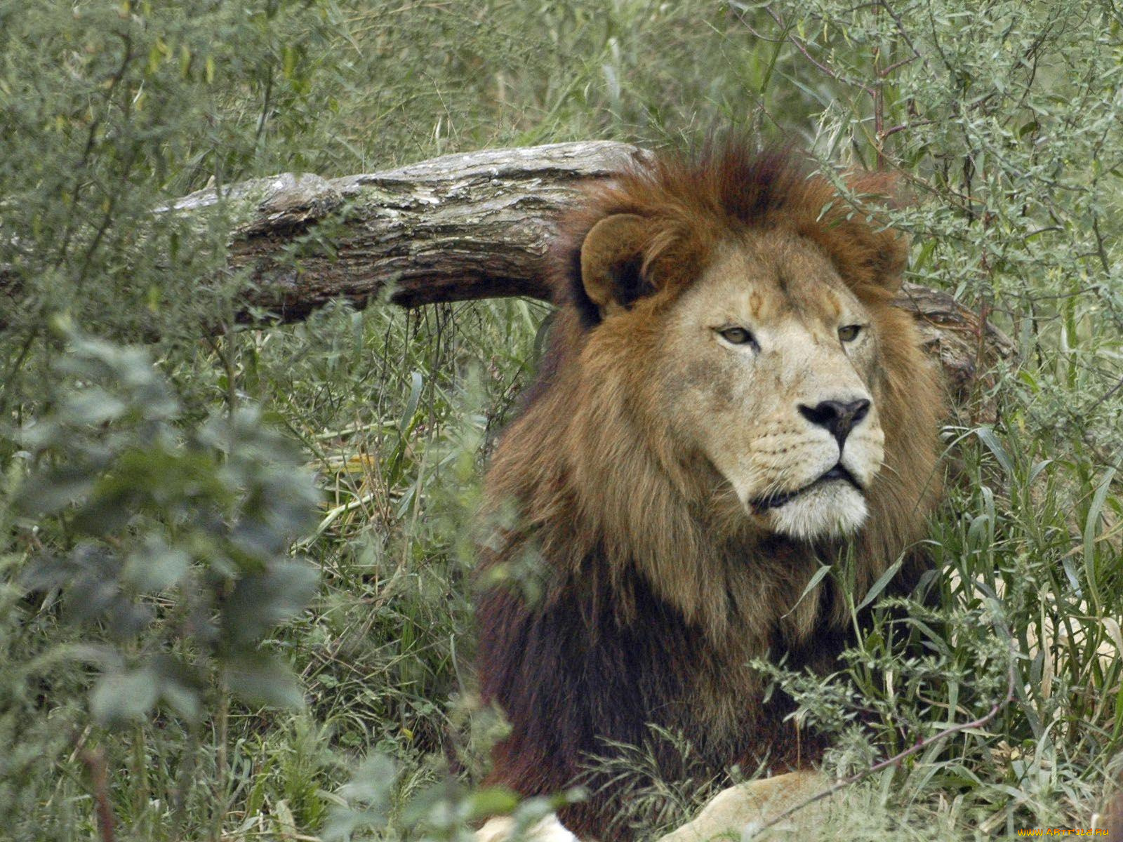 животные, львы
