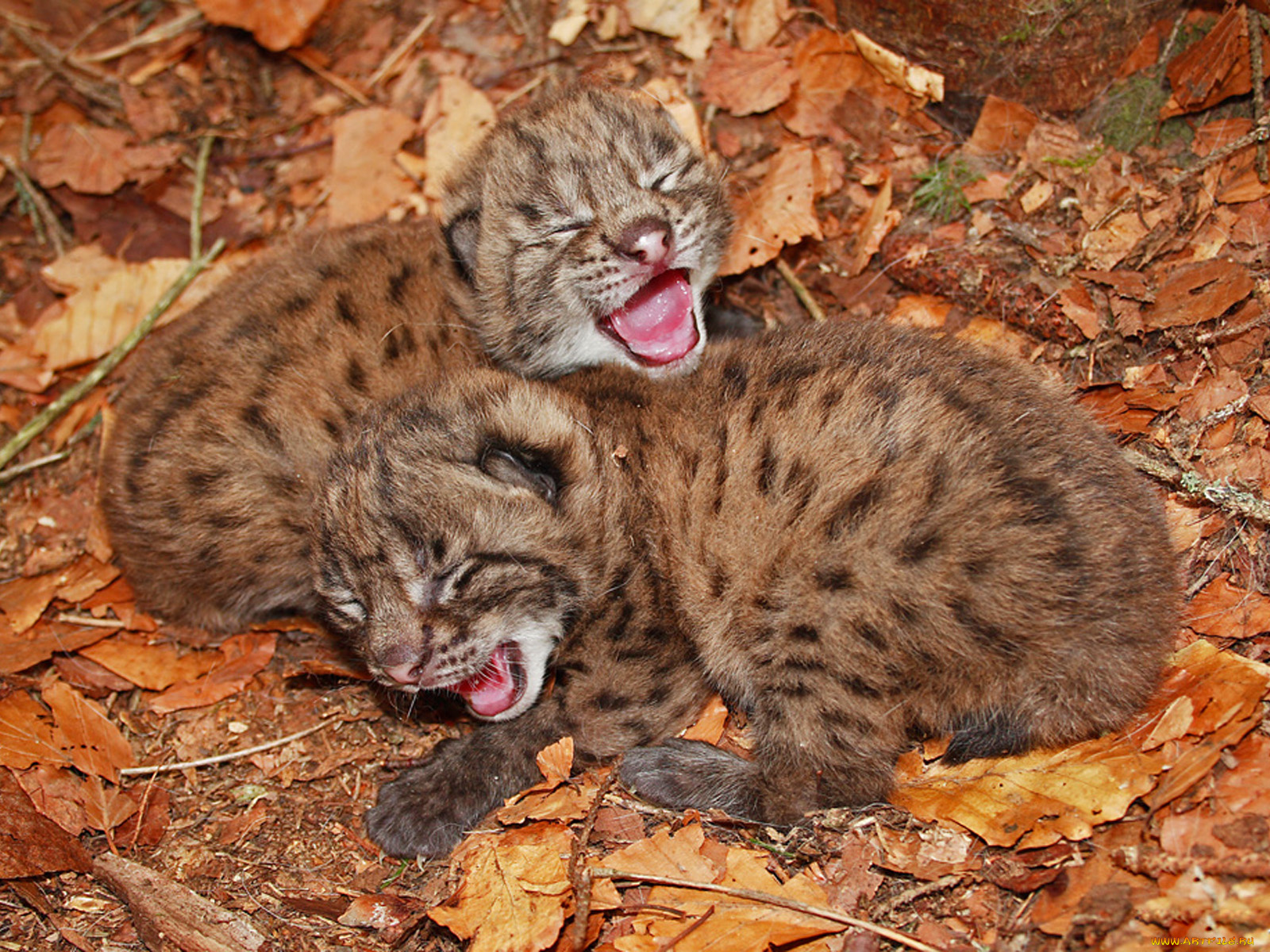 животные, рыси