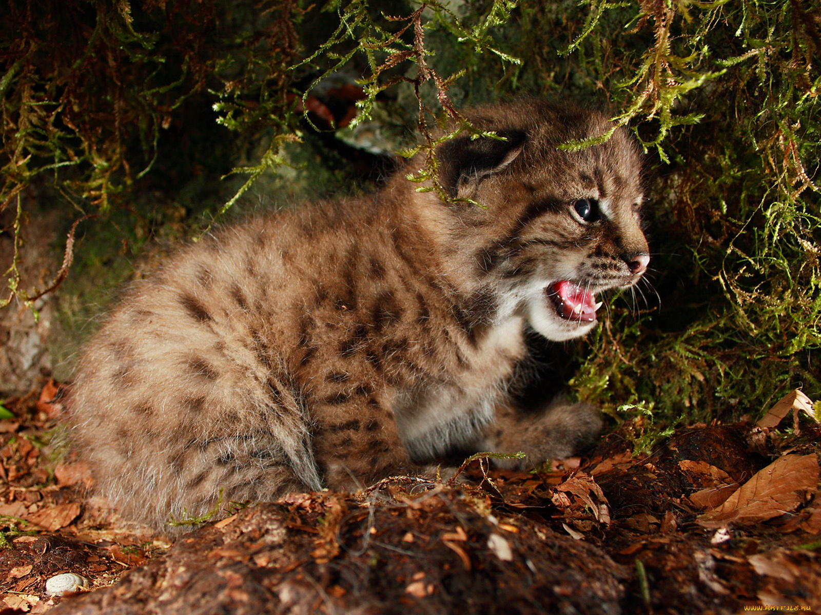 животные, рыси