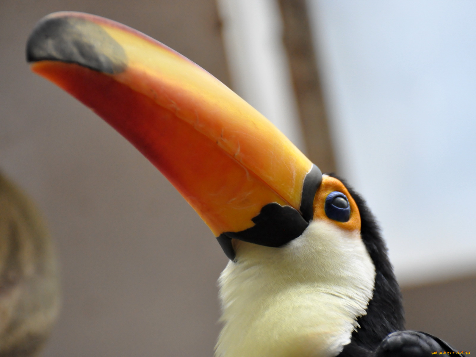 животные, туканы