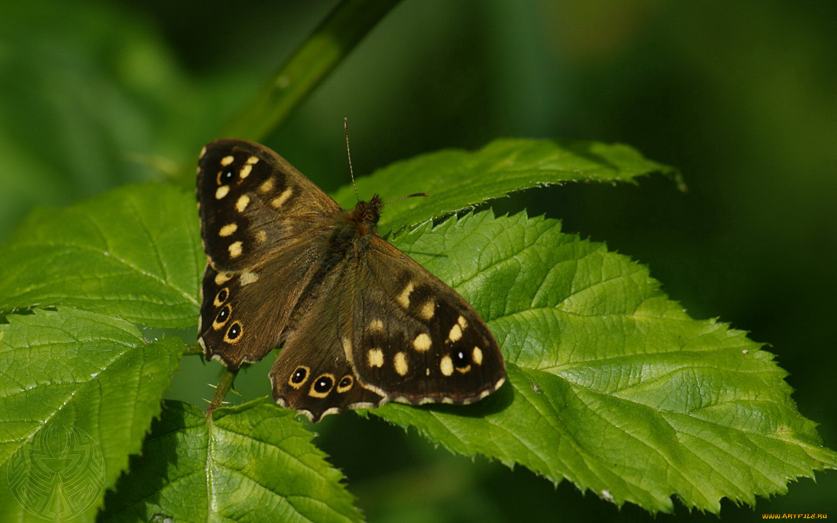 животные, бабочки