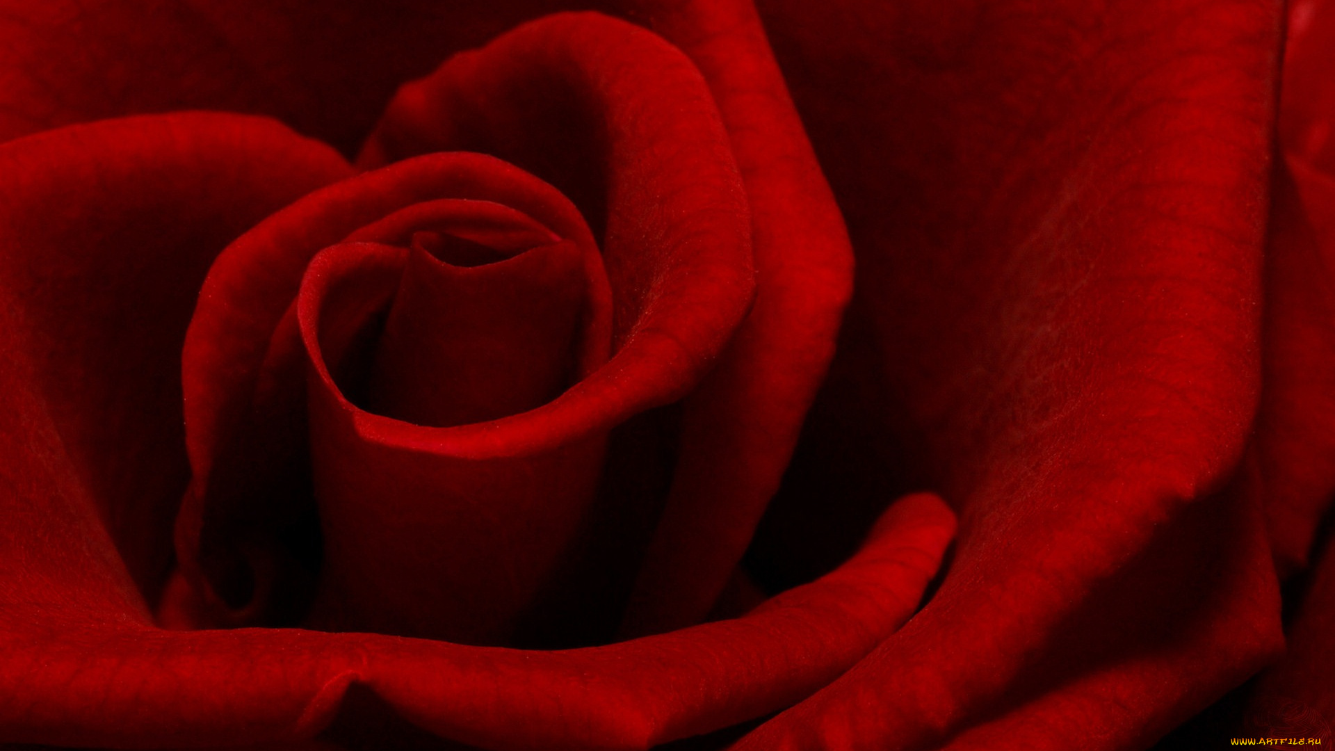 цветы, розы